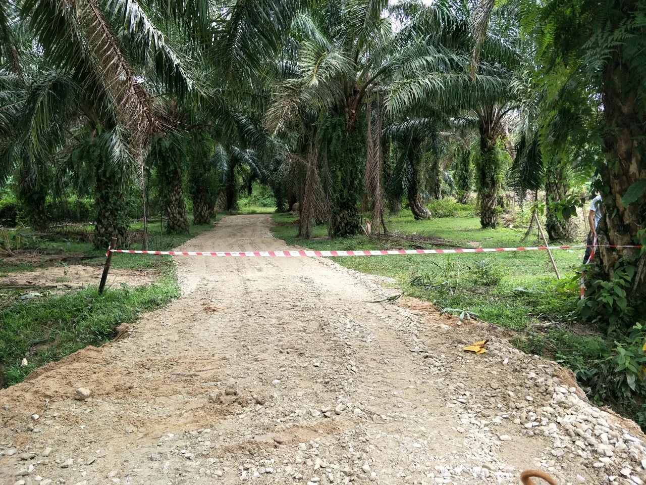 New crushed-stone access road cut through the palms